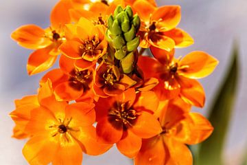 Vogelmilch (Ornithogalum) von Rob Boon