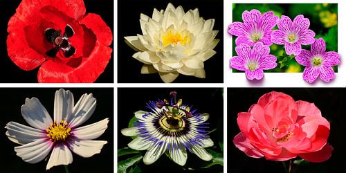 Blumen-Collage von Corinne Welp