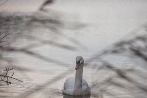 Cygne dans l'eau frisonne sur anne droogsma