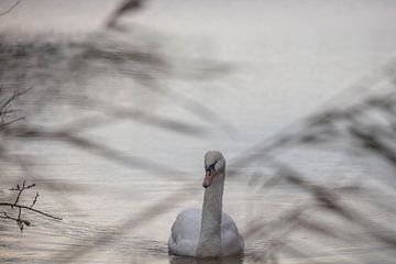 Swan in the Frisian water by anne droogsma