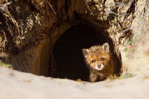 red fox cub von Pim Leijen