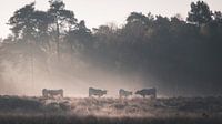 Cows in Leersumse Veld graze in the misty morning light
