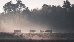 Kühe im Leersumse Veld grasen im nebligen Morgenlicht
