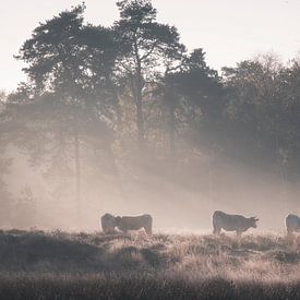 Koeien in het Leersumse Veld grazen in het mistige ochtendlicht van Lennart ter Harmsel