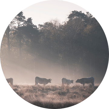 Koeien in het Leersumse Veld grazen in het mistige ochtendlicht van Lennart ter Harmsel