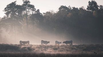 Kühe im Leersumse Veld grasen im nebligen Morgenlicht von Lennart ter Harmsel