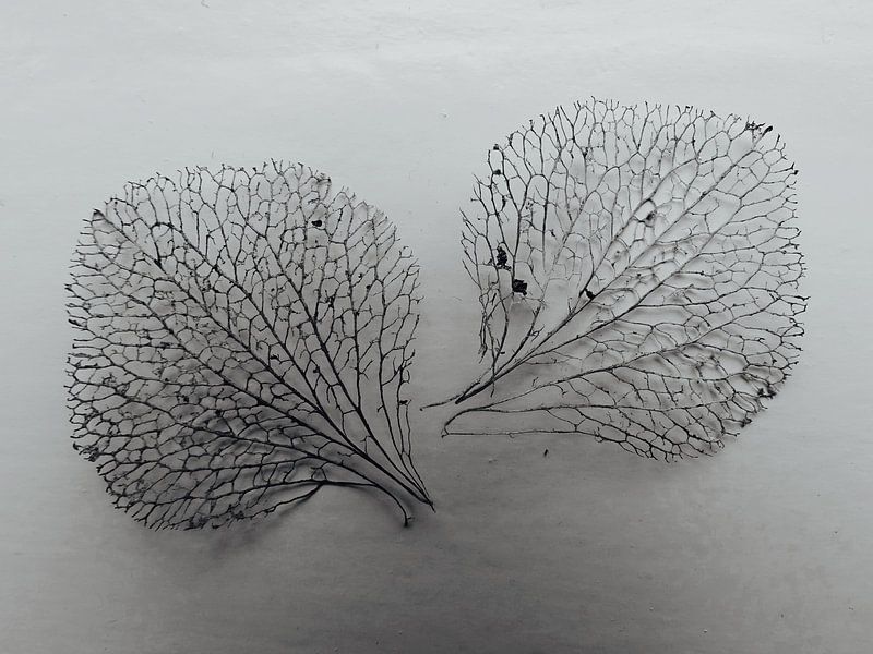 Hortensia by Germa Nijland