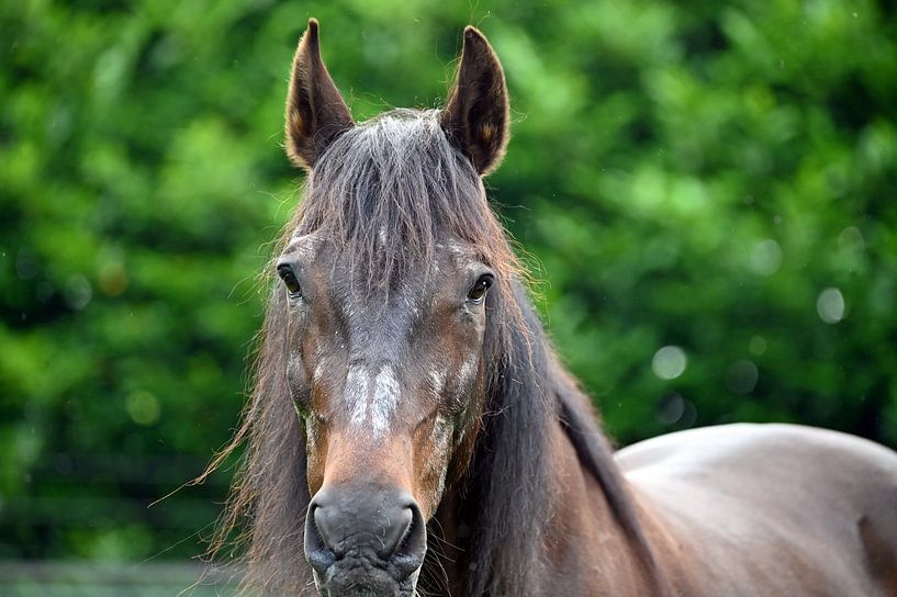 Altes braunes Pferd von Vrije Vlinder Fotografie