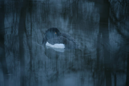 À travers le reflet