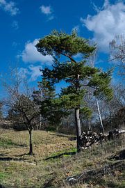 Blick auf eine Kiefer auf dem Schlachtenberg in Bad Frankenhausen von Andreas Völkel