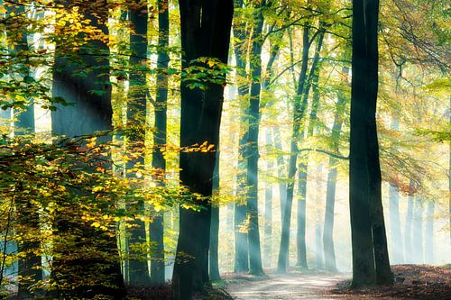 Sunbeams in a beautiful beech forest.