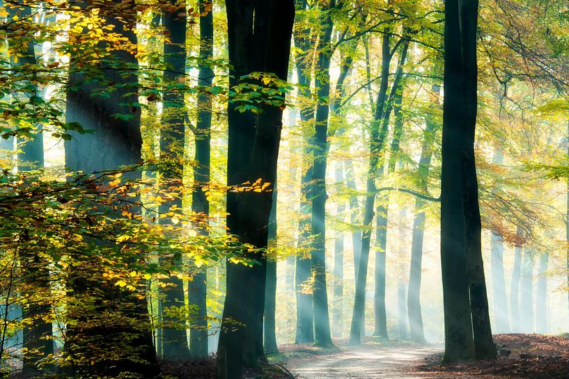 Rayons de soleil dans une belle forêt de hêtres. par Francis Dost