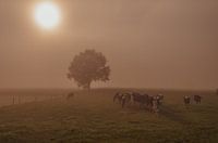 foggy cows