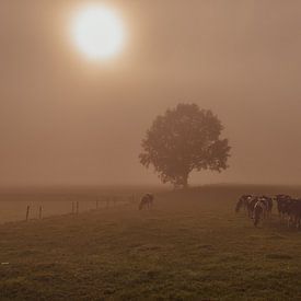 foggy cows van Kim Lijnders