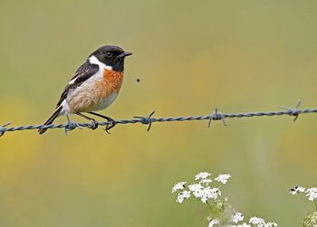 Roodborsttapuit met vliegje