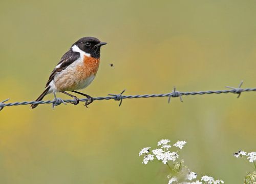 Roodborsttapuit met vliegje