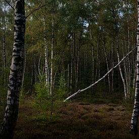 Autumn light in the forest (3) by Bo Scheeringa Photography