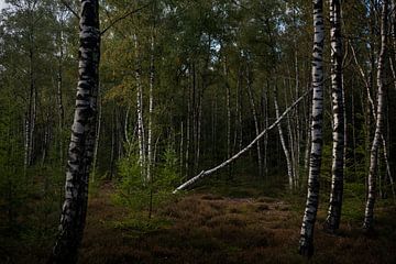 Herbstlicht im Wald (3) von Bo Scheeringa Photography