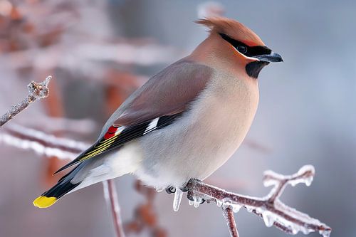 Zijdestaart (Bombycilla garrulus)