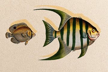 Fishy Fish van Gisela - Art for you