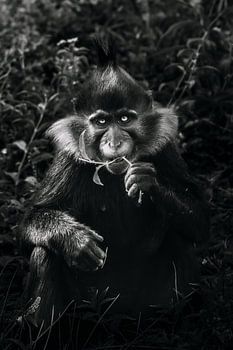 Etende kuifmangabey (zwart-wit)