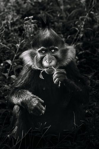 Etende kuifmangabey (zwart-wit)