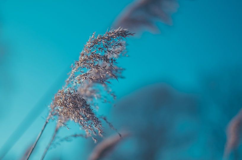 Reeds from the waterfront by Pim Haring