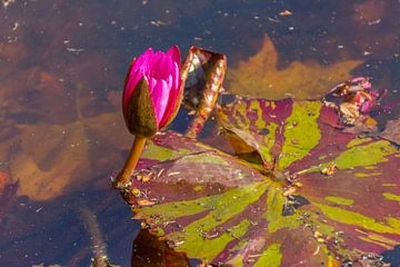 Waterlily by didier de borle