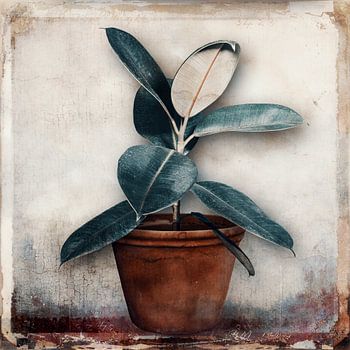 Gummibaum im Tontopf