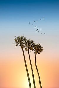 Palm trees & sunset