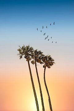 Palmen & Sonnenuntergang von Melanie Viola