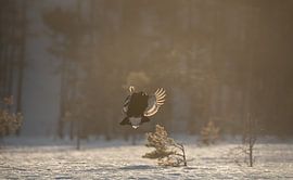 Grouse flying in the morning sun by Bart Cox