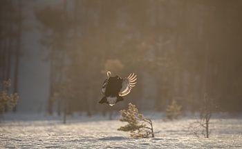 Grouse flying in the morning sun