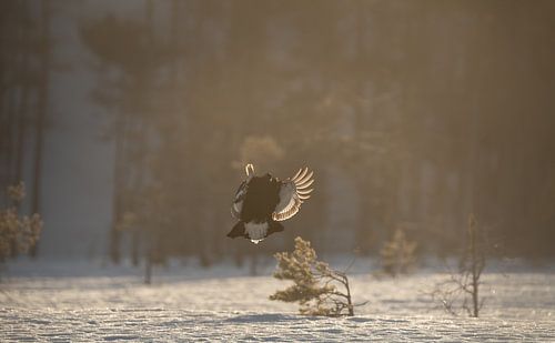 Korhoen vliegend in de ochtendzon