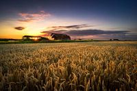 Field of Dreams
