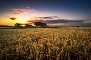 Field of Dreams van Vincent Fennis