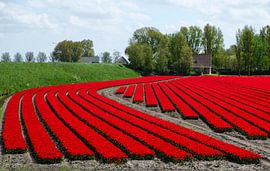 naar de bollen 2 by jan van de ven