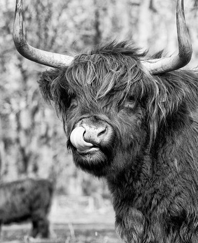 Scottish Highlander