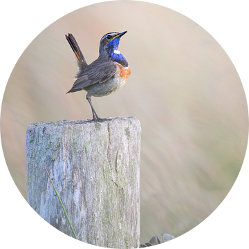 Trotse Blauwborst van Andre Gerbens