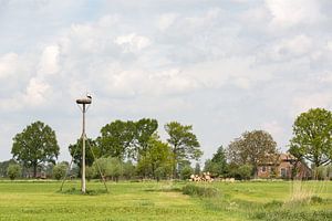 Polderlandschap