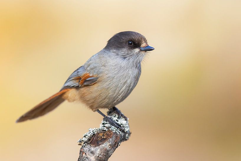 Siberian Jay by Daniela Beyer