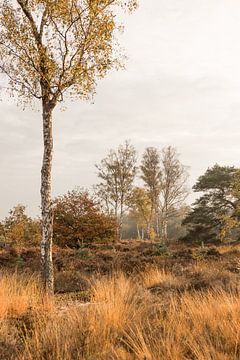 Heath/grass landscape with birch trees in soft morning light by Mayra Fotografie