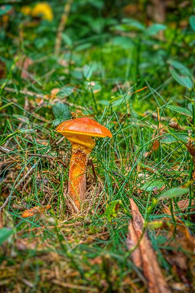 Champignon par Tomas S.