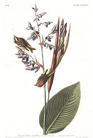 Roitelet à Couronne Dorée