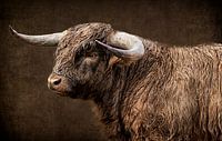 schotse hooglander
