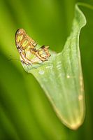 Vlinder op blad