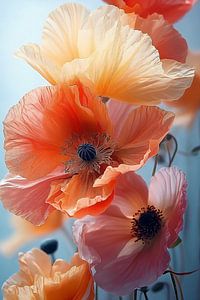 Mohnblumen im Rampenlicht