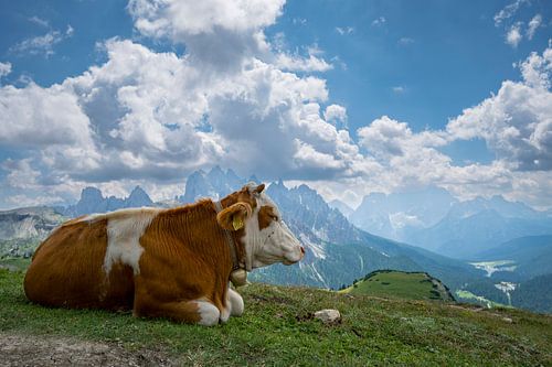 Cow in the mountains of South Tyrol