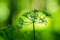 Groen licht