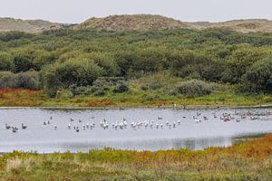 Spoonbills in dune lake